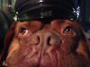 machito-police-dog